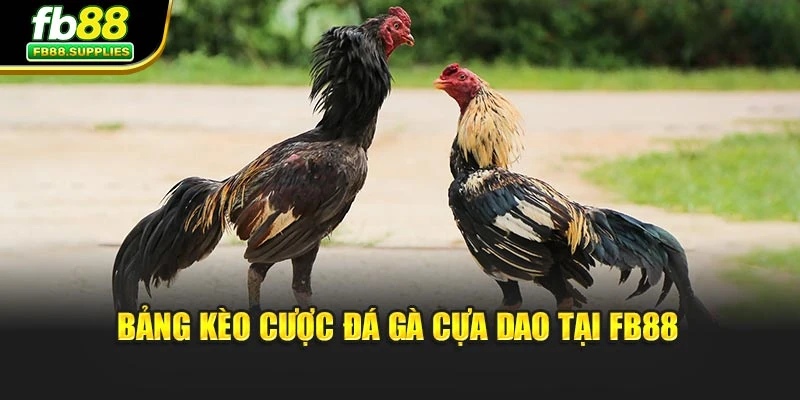 Bảng kèo cược đá gà cựa dao tại Fb88