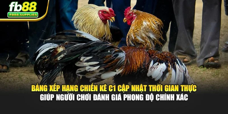 Bảng xếp hạng chiến kê C1 cập nhật thời gian thực giúp người chơi đánh giá phong độ chính xác