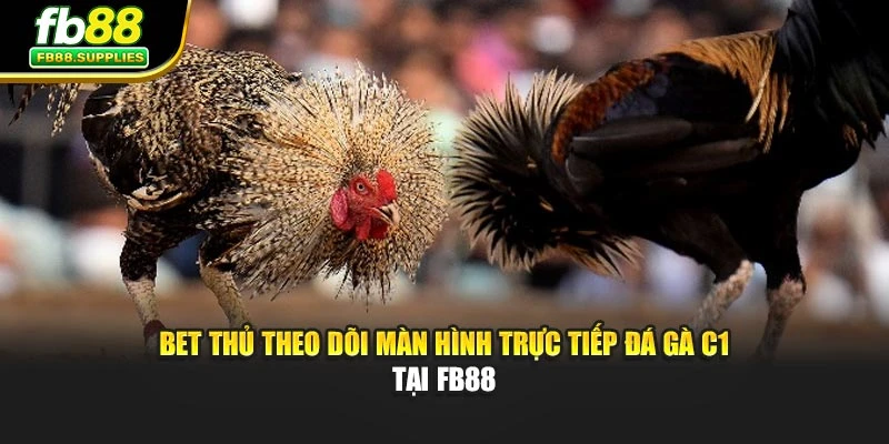 Bet thủ theo dõi màn hình trực tiếp đá gà C1 tại Fb88