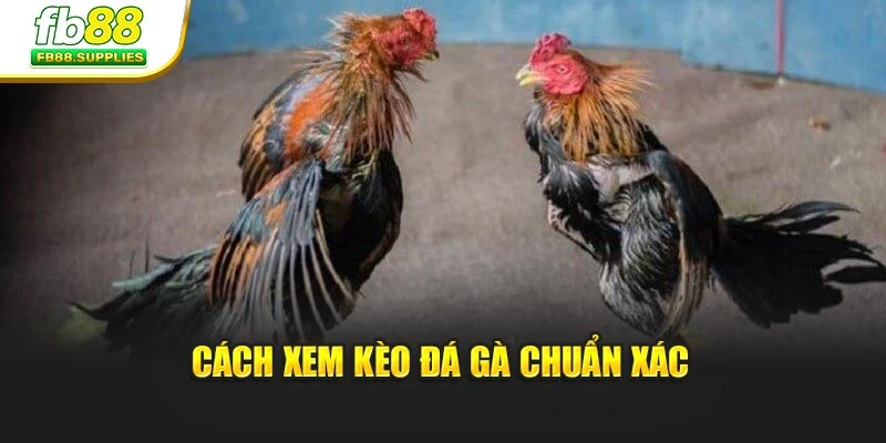 Cách xem kèo đá gà chuẩn xác