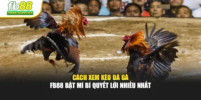 Cách Xem Kèo Đá Gà - Fb88 Bật Mí Bí Quyết Lời Nhiều Nhất