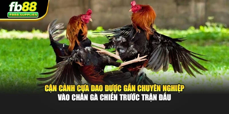 Cận cảnh cựa dao được gắn chuyên nghiệp vào chân gà chiến trước trận đấu