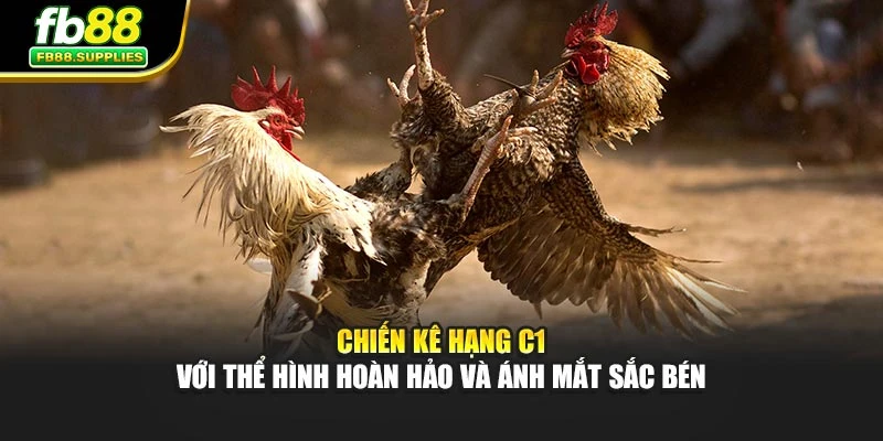 Chiến kê hạng C1 với thể hình hoàn hảo và ánh mắt sắc bén