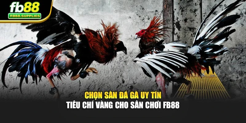 Chọn Sàn Đá Gà Uy Tín - Tiêu Chí Vàng Cho Sân Chơi Fb88
