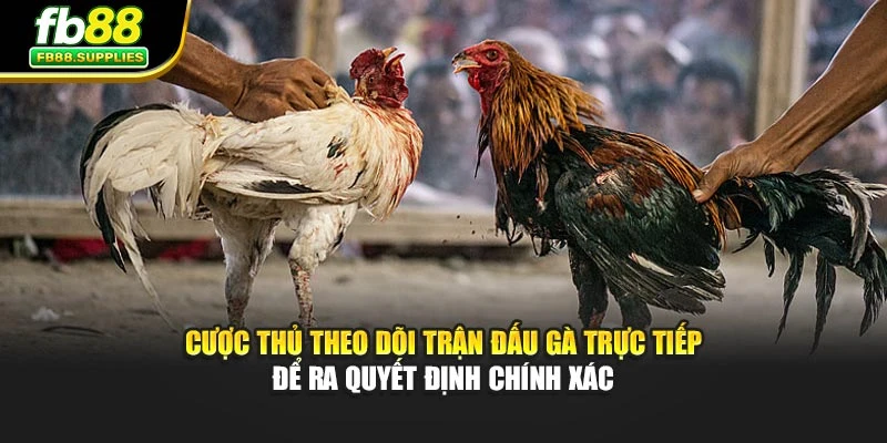 Cược thủ theo dõi trận đấu gà trực tiếp để ra quyết định chính xác