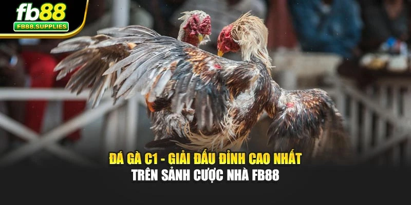 Đá Gà C1 - Giải Đấu Đỉnh Cao Nhất Trên Sảnh Cược Nhà Fb88