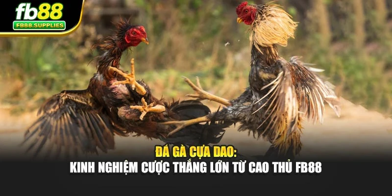 Đá Gà Cựa Dao: Kinh Nghiệm Cược Thắng Lớn Từ Cao Thủ Fb88