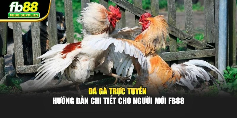 Đá Gà Trực Tuyến - Hướng Dẫn Chi Tiết Cho Người Mới Fb88