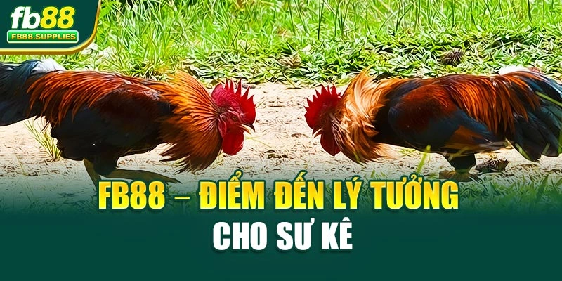 Fb88 – điểm đến lý tưởng cho sư kê