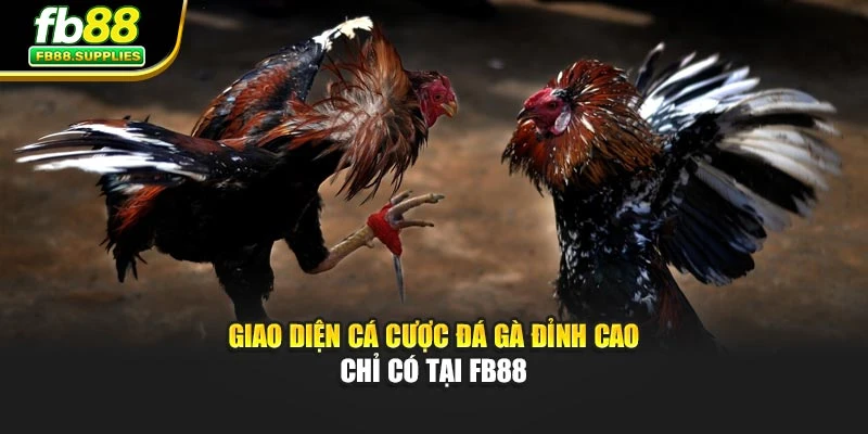 Giao diện cá cược đá gà đỉnh cao chỉ có tại Fb88
