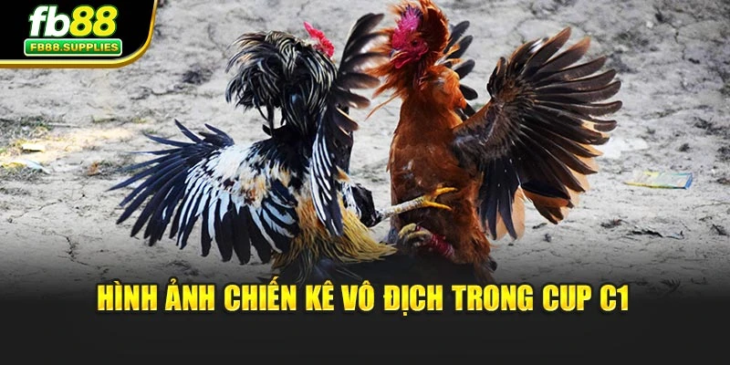 Hình ảnh chiến kê vô địch trong Cup C1
