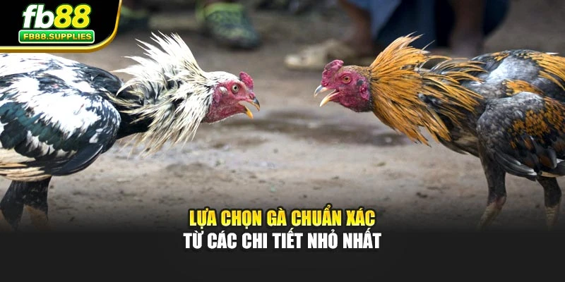 Lựa chọn gà chuẩn xác từ các chi tiết nhỏ nhất