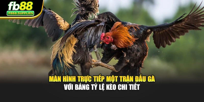 Màn hình trực tiếp một trận đấu gà với bảng tỷ lệ kèo chi tiết