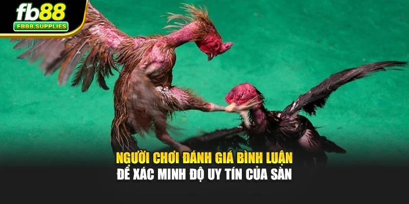 Người chơi đánh giá bình luận để xác minh độ uy tín của sàn