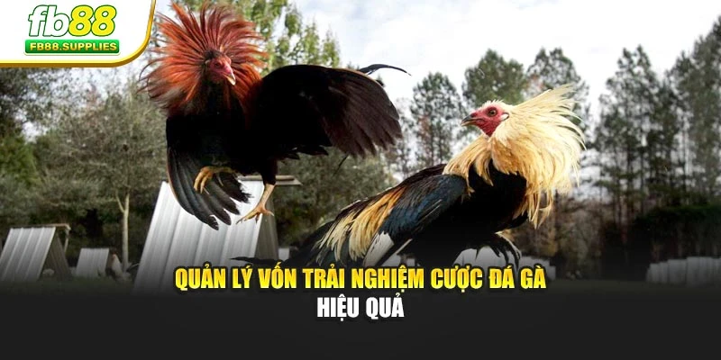 Quản lý vốn trải nghiệm cược đá gà hiệu quả