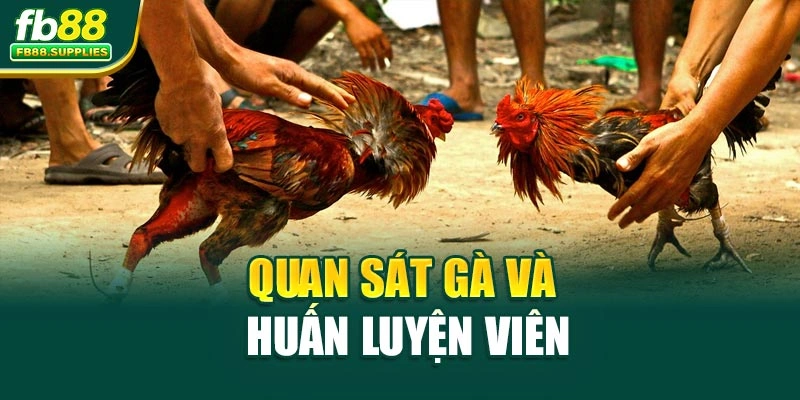 Quan sát gà và huấn luyện viên