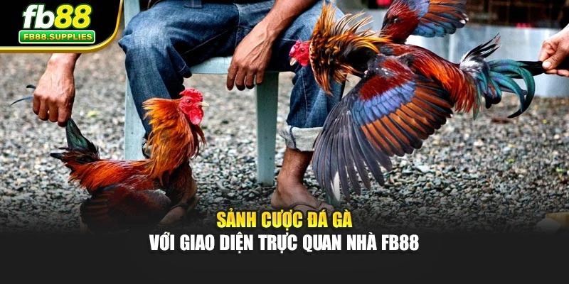 Sảnh cược đá gà với giao diện trực quan nhà Fb88