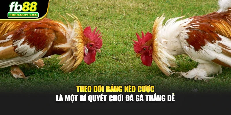 Theo dõi bảng kèo cược là một bí quyết chơi đá gà thắng dễ
