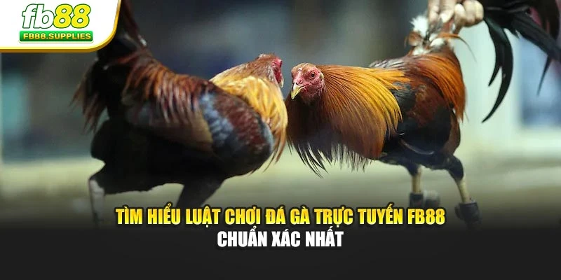 Tìm Hiểu Luật Chơi Đá Gà Trực Tuyến Fb88 Chuẩn Xác Nhất