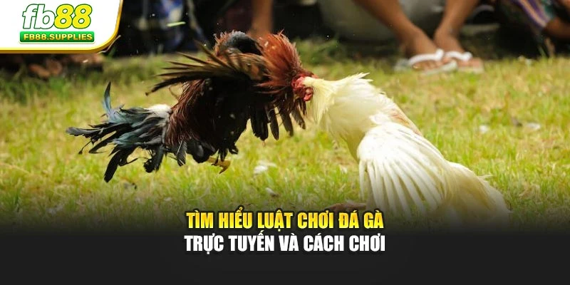 Tìm hiểu luật chơi đá gà trực tuyến và cách chơi