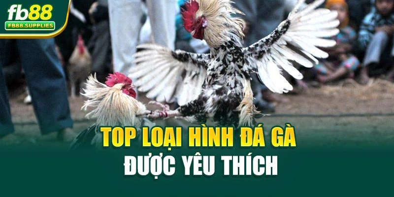 Top loại hình đá gà được yêu thích