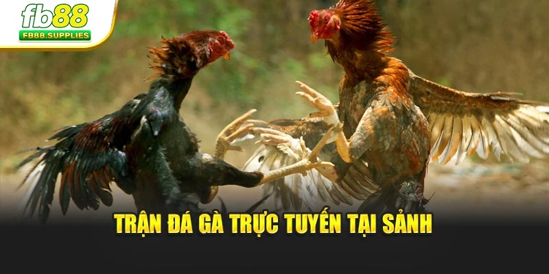 Trận đá gà trực tuyến tại sảnh